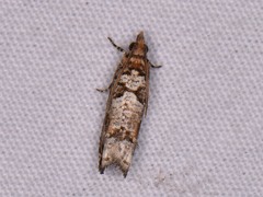 Epinotia