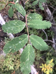 Sorbus aucuparia