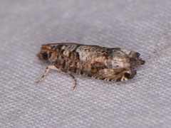 Epinotia