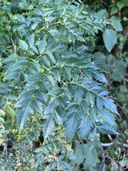 Koelreuteria bipinnata
