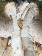 Albatrellus