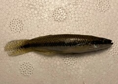Fundulus olivaceus