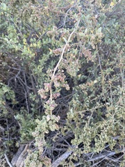 Atriplex lentiformis