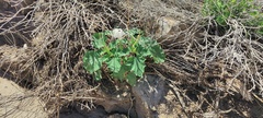 Datura discolor