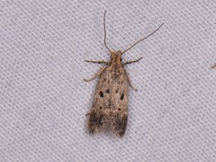 Neodactylota liguritrix