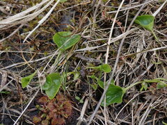 Viola palustris