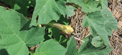 Datura discolor