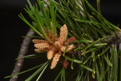 Pinus contorta