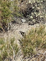 Papilio polyxenes rudkini