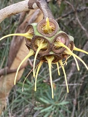 Eucalyptus conferruminata