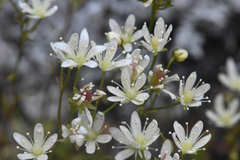 Saxifraga