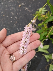 Persicaria bicornis