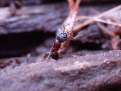 Leptothorax