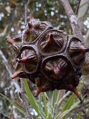 Eucalyptus conferruminata