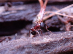 Leptothorax