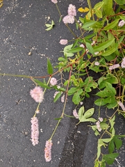 Persicaria bicornis
