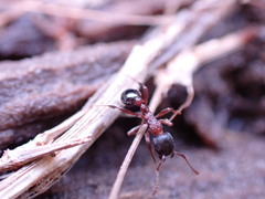 Leptothorax