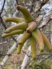 Eucalyptus conferruminata