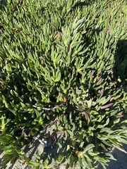 Carpobrotus edulis