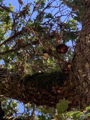 Andricus quercuscalifornicus