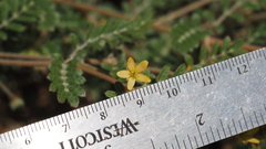 Kallstroemia californica