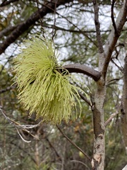 Eucalyptus conferruminata