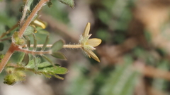 Kallstroemia californica