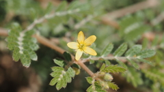 Kallstroemia californica