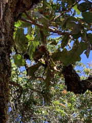 Andricus quercuscalifornicus