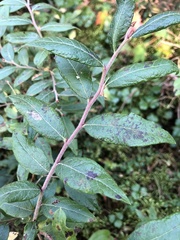 Vaccinium myrtilloides