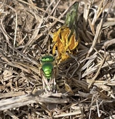 Agapostemon texanus