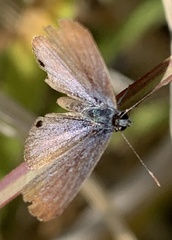 Echinargus isola