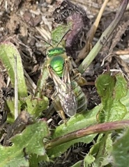 Agapostemon texanus