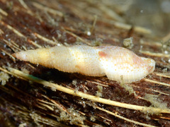 Daphnella