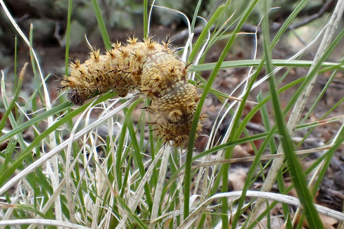 Range Caterpillar Moth