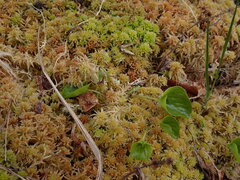 Viola palustris