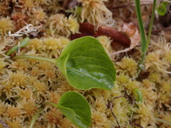 Viola palustris