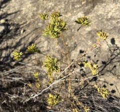 Cordylanthus rigidus