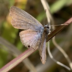 Echinargus isola