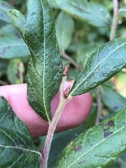 Vaccinium myrtilloides