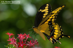 Heraclides cresphontes