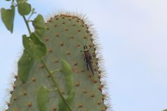 Schistocerca melanocera