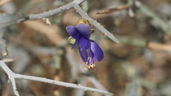 Psorothamnus spinosus