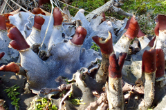 Peltigera polydactylon
