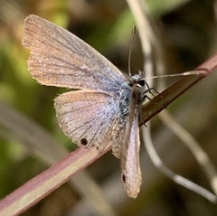 Echinargus isola