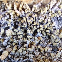 Selaginella watsonii