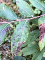 Vaccinium myrtilloides
