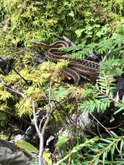 Thamnophis sirtalis pallidulus