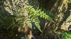 Hyalopsora polypodii