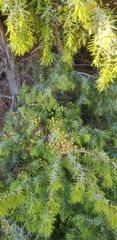 Juniperus deltoides